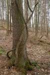 twistyTree