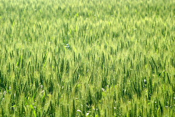 wheatField5