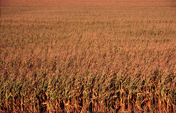 cornfield