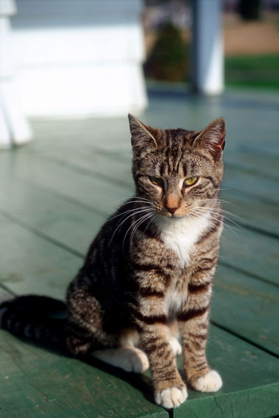 catPorch27