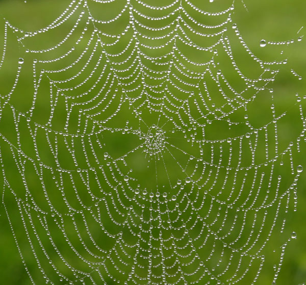 spiderweb