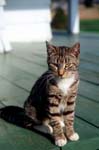 catPorch27