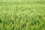 wheatField5